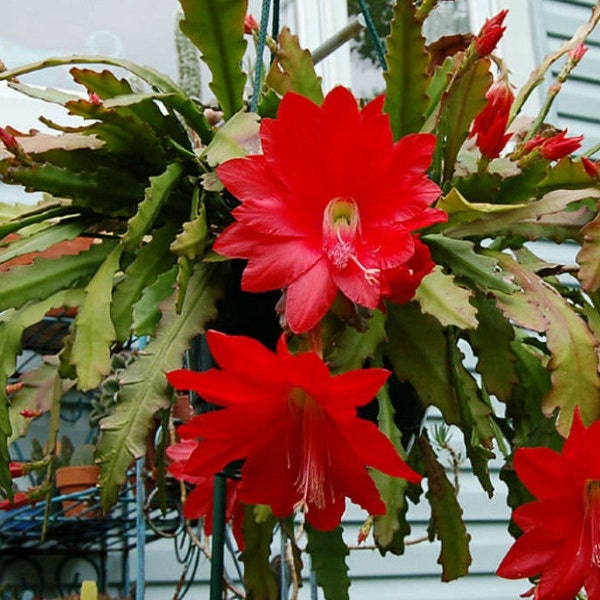 Kaktus Orchideen,  Red Epiphyllum, 3 Stecklingen, Red Orchid Cactus, 3 fresh cut ready to root cuttings, 20-40cm