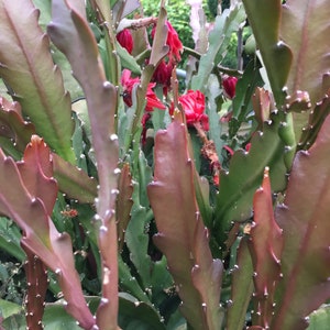 Epiphyllum Orchideen Kaktus, variiert Blätter Stecklinge, Orchid Cactus fresh cuttings Bild 6