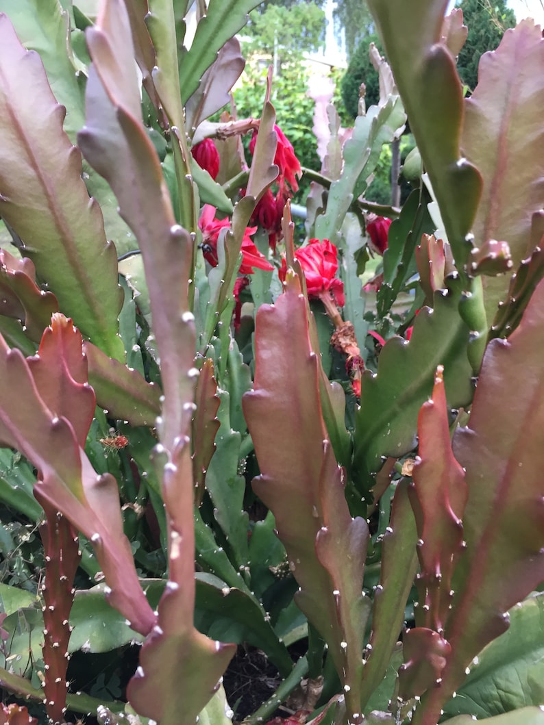 Epiphyllum Orchideen Kaktus, variiert Blätter Stecklinge, Orchid Cactus fresh cuttings Bild 6