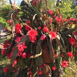 Epiphyllum Orchideen Kaktus, variiert Blätter Stecklinge, Orchid Cactus fresh cuttings Bild 3