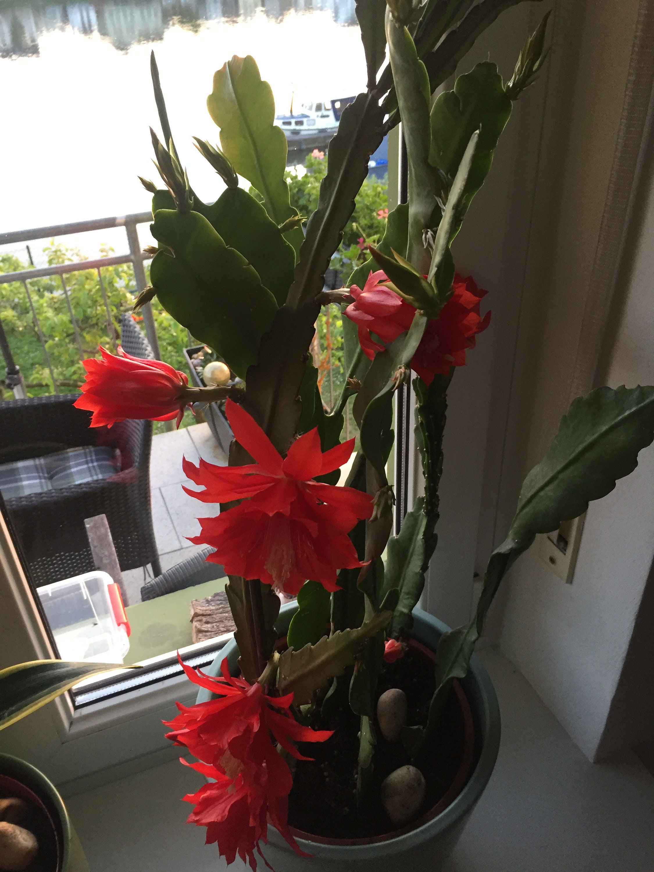 Kaktus Orchideen, Red Epiphyllum, 3 Stecklingen, Red Orchid Cactus, 3 fresh  cut ready to root cuttings, 20-40cm - Etsy.de