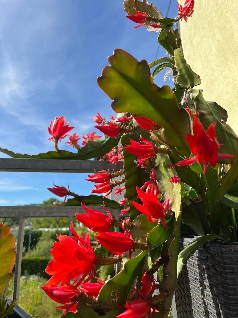 Epiphyllum Orchideen Kaktus, variiert Blätter Stecklinge, Orchid Cactus fresh cuttings Bild 1