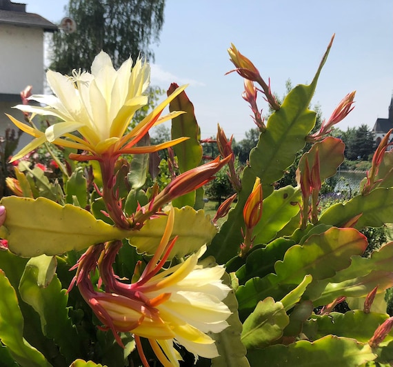 Kaktus Orchideen, Yellow Epiphyllum, 2 Stecklingen, Yellow Orchid Cactus, 2  fresh cut ready to root cuttings, 20-30cm - Etsy sterreich