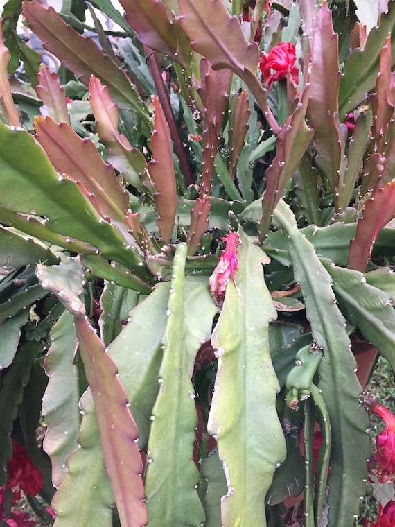 Epiphyllum Orchideen Kaktus, variiert Bltter Stecklinge, Orchid Cactus  fresh cuttings - Etsy sterreich