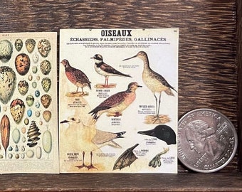 May include: Six vintage bird illustrations on cards. The cards feature colorful depictions of various bird species, including a pheasant, a quail, and a variety of songbirds. The cards are printed on a cream-colored paper with a textured finish.