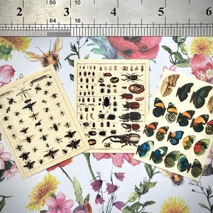 May include: Three vintage insect themed paper sheets with illustrations of various insects, including beetles, butterflies, and bees. The sheets are printed on a cream-colored paper with black ink.
