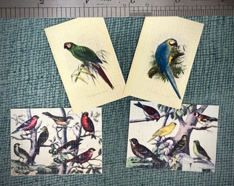 Multi-Scale 1:12 Bird Diagrams and Charts Dollhouse Miniatures-Curiosity Diorama Display- Animals & Wildlife- Tiny Museum, School, Office-