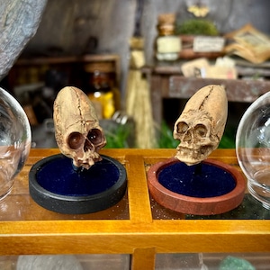 May include: Two small, detailed skull sculptures, each mounted on a circular base with a dark blue velvet insert. One base is black, the other is brown. Clear glass globes flank the skulls, suggesting a display or decorative setting.