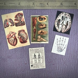 Multi-Scale 1:12 Anatomical/Medical Charts and Diagrams Dollhouse Miniatures- Tiny Curiosity, Medical, Hospital, Asylum, School Diorama Prop