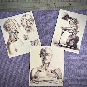 Multi-Scale 1:12 Anatomical/Medical Charts and Diagrams Dollhouse Miniatures- Tiny Curiosity, Medical, Hospital, Asylum, School Diorama Prop