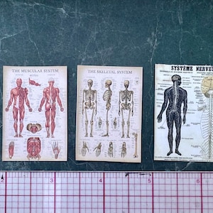 Miniature 5-Piece Multi-Scale Anatomical Charts and Diagrams- dollhouse curiosity- mini medical, hospital, asylum, school prop-