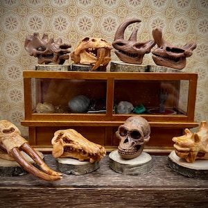 Multi-Scale or 1:12 Ancient and Prehistoric Mammal Specimen Skulls Dollhouse Miniatures- Woolly Rhino, Australopithecus, American Mastodon