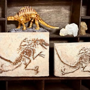 1:12 Multi-Scale Prehistoric Fossil Specimen Dollhouse Miniature -museum curiosity- Tiny dinosuar diorama- scale model petrified skeleton-