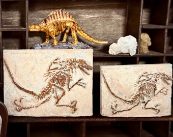 1:12 Multi-Scale Prehistoric Fossil Specimen Dollhouse Miniature -museum curiosity- Tiny dinosuar diorama- scale model petrified skeleton-
