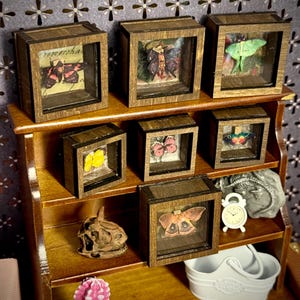 May include: A collection of miniature wooden display boxes, each showcasing a different butterfly specimen. The boxes are arranged on a small wooden shelf, with a variety of butterfly species in different colors and patterns. A small clock and other decorative items are also present.