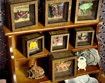 May include: A collection of miniature wooden display boxes, each showcasing a different butterfly specimen. The boxes are arranged on a small wooden shelf, with a variety of butterfly species in different colors and patterns. A small clock and other decorative items are also present.