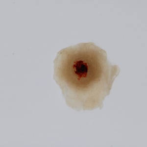 Gelatine Round Bullet Wound Prosthetic Appliance for Film, TV and Theatre. Bullet Entry. Gunshot Wound. Halloween SFX make-up & Prosthetics.