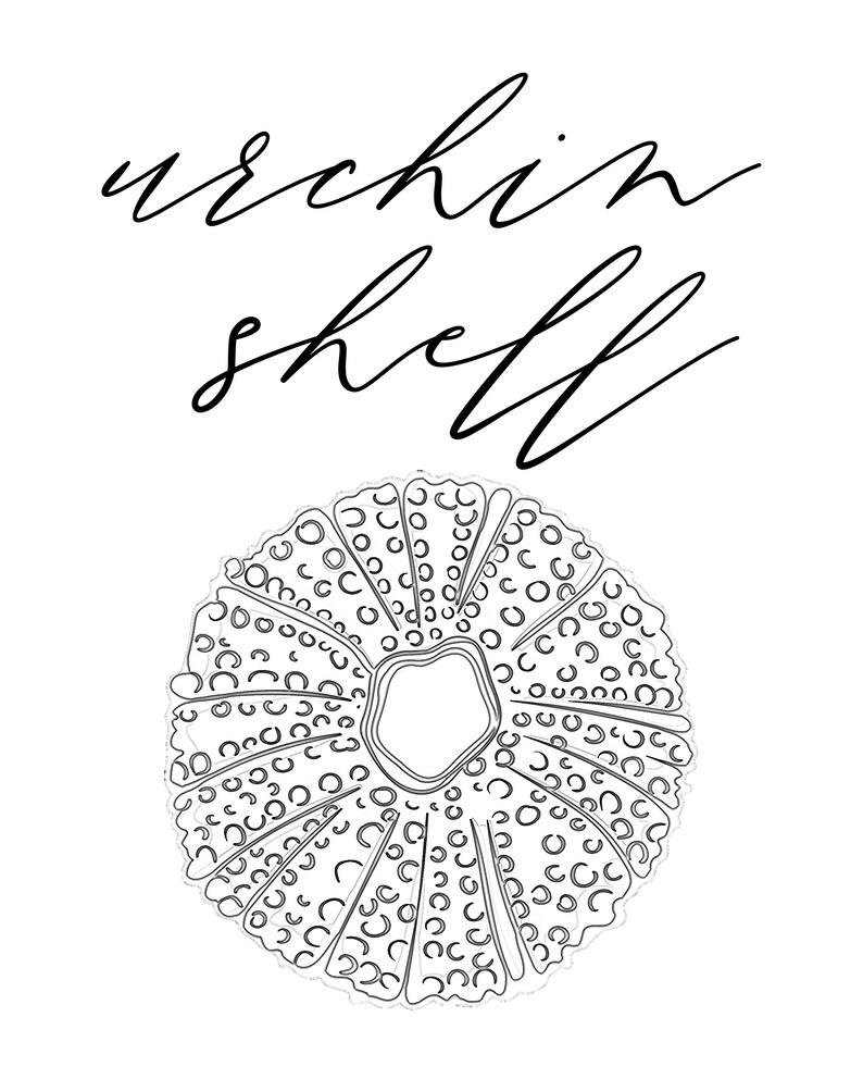 Black & White Shell Wall Art Digital Download Gifts Summer Sea Artistic ...