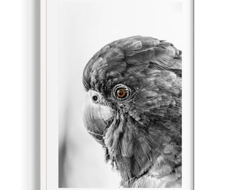 Cockatoo Art Print | Port Douglas Wildlife Photography | Australian Bird Wall Art