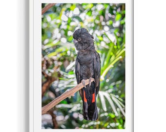 Cockatoo Art Print | Port Douglas Wildlife Photography | Australian Bird Wall Art