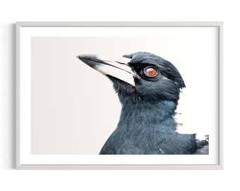 Australia | Wildlife | Sydney | Magpie | Colours | Art Print | Original photography | Nature | White and Black | Bird | Australian Magpie