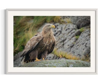 Eagle | Norway | Lofoten | Wildlife | Art Print | Original photography | Nature | Artic | Midnight sun | Sky | Artwall