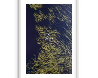 Family Swan | Finland | Spring | Art Print | Original photography | Europe | Unique Photography | Ski | Vesanto | Aerial Photography | Drone