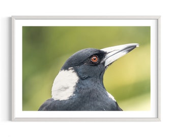 Australia | Wildlife | Sydney | Magpie | Colours | Art Print | Original photography | Nature | White and Black | Bird | Australian Magpie