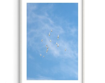 Ciel bleu | Australie | Oiseaux | Sydney | Voler | Couleurs | Impression artistique | Photographie originale | Nature | Ciel | Liberté |
