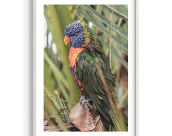 Australie | Faune | Sidney | Matin | Couleurs | Impression d’art | Photographie originale | Nature | Les Loriini | Oiseau