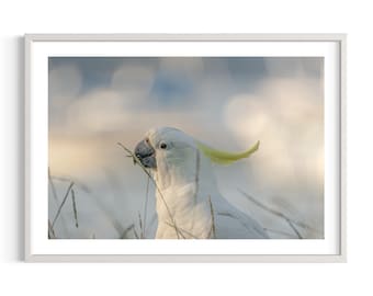 Cockatoo | Australia | Wildlife | Sydney | Morning | Colours | Art Print | Original photography | Nature | The Cockatoo | Bird