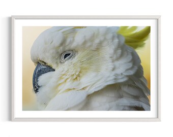 La photographie de cacatoès | Photographie originale d'oiseau australien | Nature et faune Impression artistique