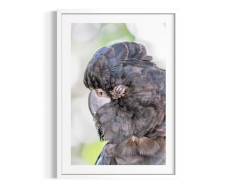 Cockatoo Art Print | Port Douglas Wildlife Photography | Australian Bird Wall Art
