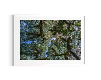 Crown Shyness Photography | Sunset Colours & Blue Water | Queensland Art Print | Australia Phorography