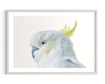 La photographie de cacatoès | Photographie originale d'oiseau australien | Nature et faune Impression artistique