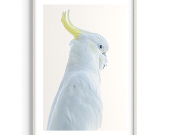 Cockatoo | Australia | Wildlife | Sydney | Morning | Colours | Art Print | Original photography | Nature | The Cockatoo | Bird