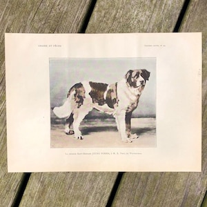 Antique Dog Print, Saint Bernard Print, Dog Wall Art