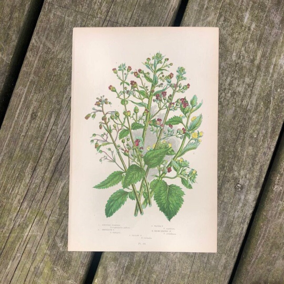 Antique Botanical Print, Vintage Floral Wall Art - Etsy