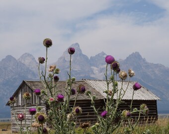 Scheunenblumen Felder