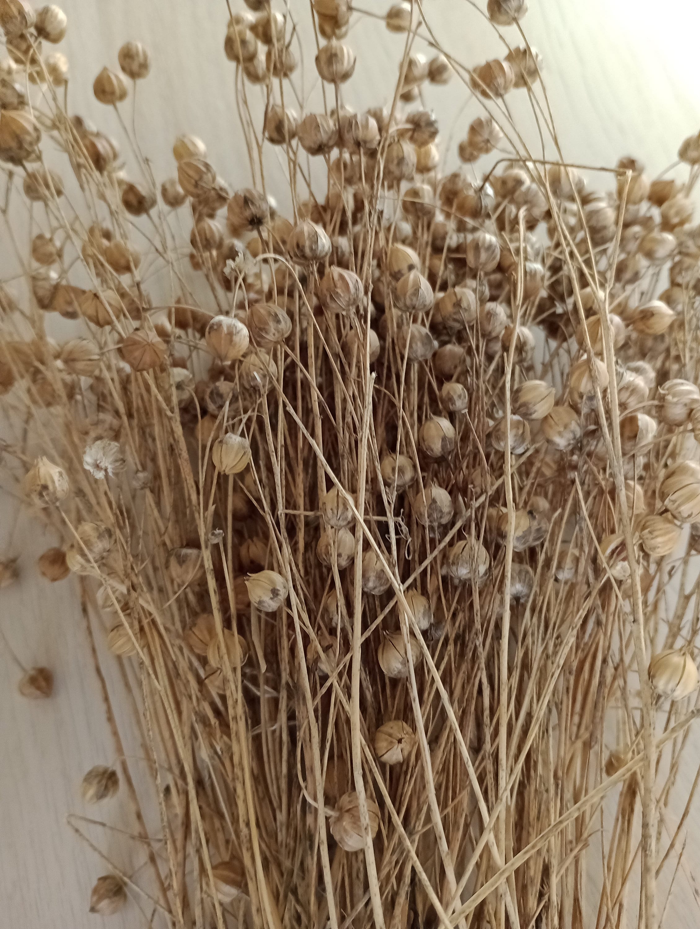 Flax Spray Dried Flax Stems Hamster Flax Bird Flax UK Etsy