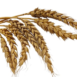 Wheat spray - Treat for Hamsters and foraging small pets - Wheat Sprays, hand-harvested, barn dried and UK farm grown.