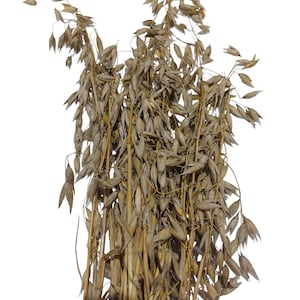 Oat spray - treat for hamsters, rabbits and foraging animals Oat sprays - UK grown, hand harvested
