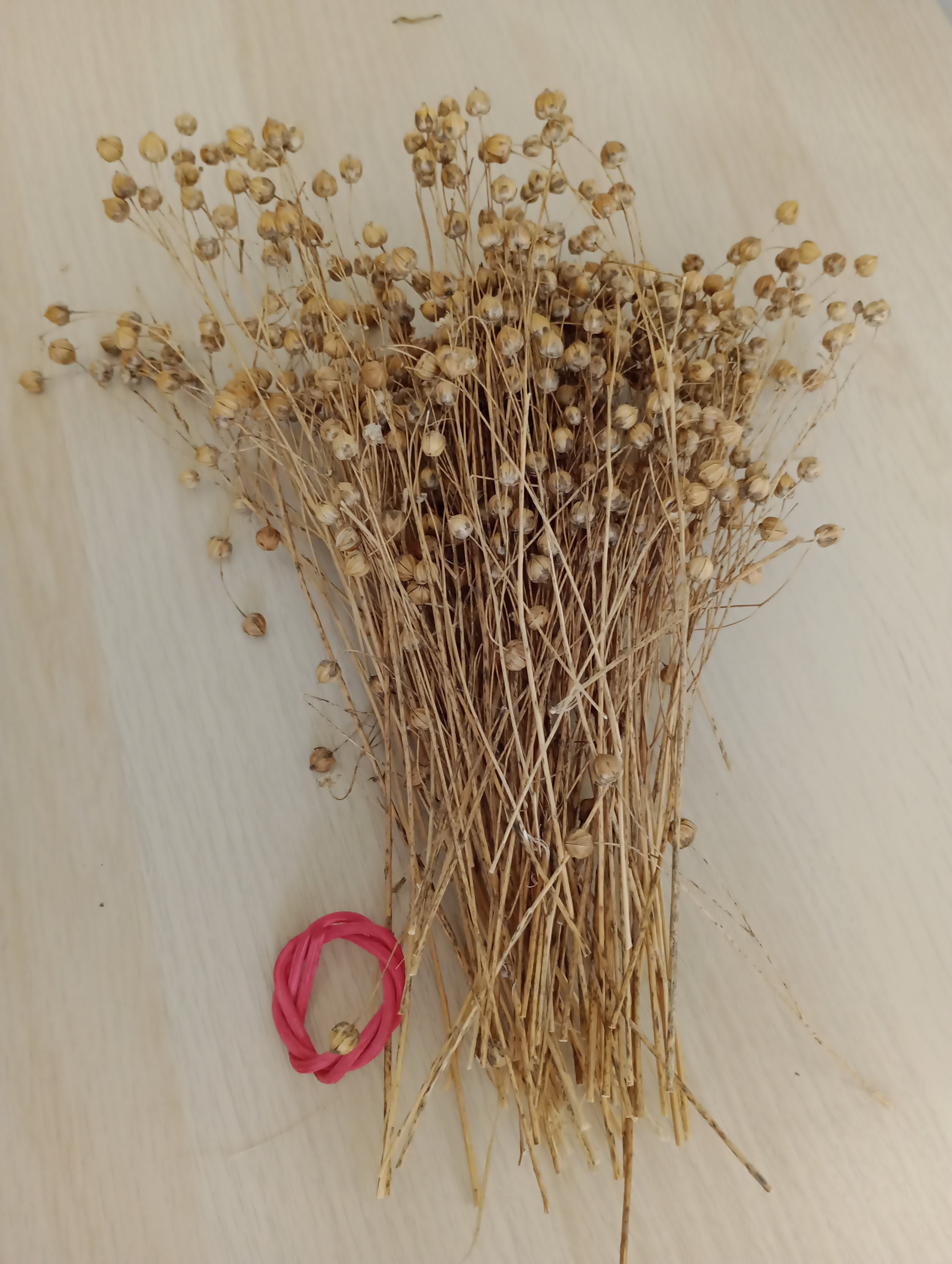 Flax Spray Dried Flax Stems Hamster Flax Bird Flax Rabbit Etsy UK