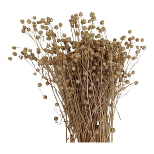 Flax spray, dried flax stems, hamster flax, bird flax, UK farmer supplied, hand harvested