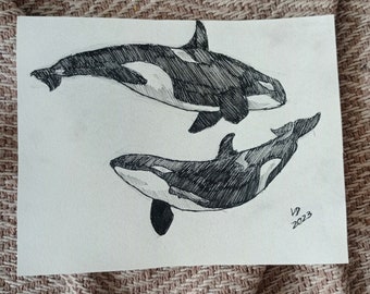 Orcas marker drawing