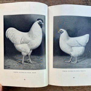 Può includere: Un libro aperto che mostra due illustrazioni in bianco e nero di polli. La pagina sinistra mostra un maschio di White Plymouth Rock, la pagina destra una femmina di White Plymouth Rock. Ogni pagina include l'etichetta e i numeri 84 e 85.