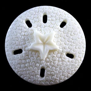 May include: A white sand dollar with a five-pointed star in the center and five holes around the edge.
