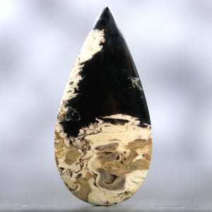 Petrified Wood Stone Cabochon Palm Root Fossil Teardrop Shape