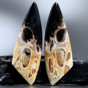 Petrified Palm Root Cabochon Freeform Earring Stone High End Lapidary