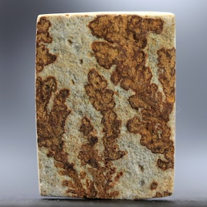 May include: A close-up of a light brown stone with a pattern of dark brown dendrites. The stone has a rough, textured surface.